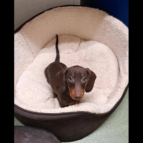 Dachshund (Standard &amp; Miniature)