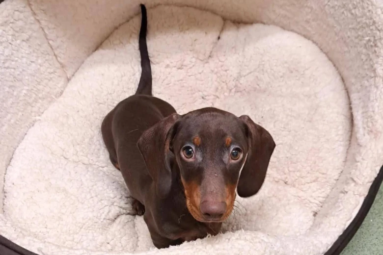 Dachshund (Smooth Haired)