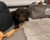 Dachshund (Smooth Haired)