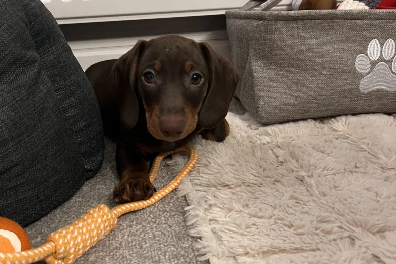 Dachshund (Smooth Haired)