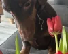 Dachshund (Smooth Haired)