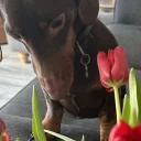 Dachshund (Smooth Haired)