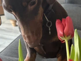 Dachshund (Smooth Haired)