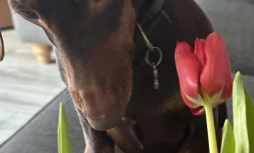 Dachshund (Smooth Haired)