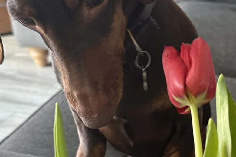 Dachshund (Smooth Haired)