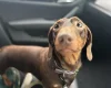 Dachshund (Smooth Haired)