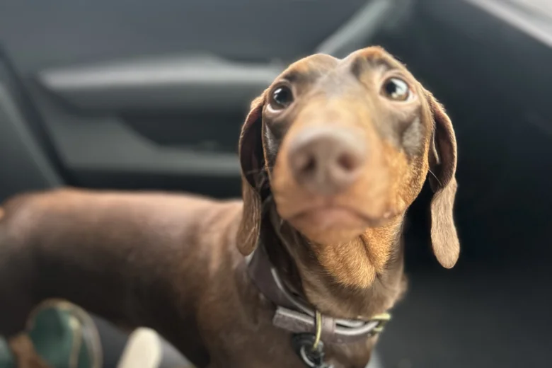 Dachshund (Smooth Haired)