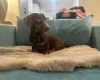 Dachshund (Smooth Haired)