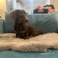 Dachshund (Standard & Miniature)