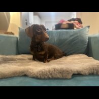 Dachshund (Standard &amp; Miniature)