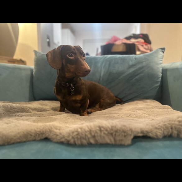 Dachshund (Standard &amp; Miniature)