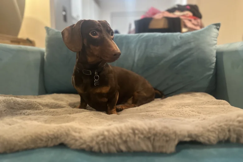 Dachshund (Smooth Haired)