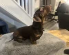 Dachshund (Smooth Haired)