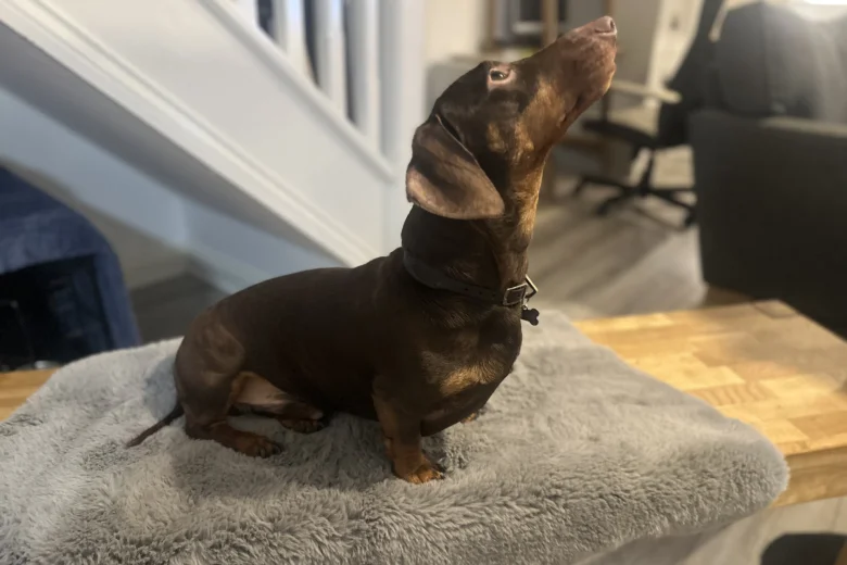 Dachshund (Smooth Haired)