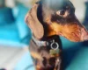Dachshund (Smooth Haired)