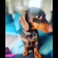 Dachshund (Standard &amp; Miniature)