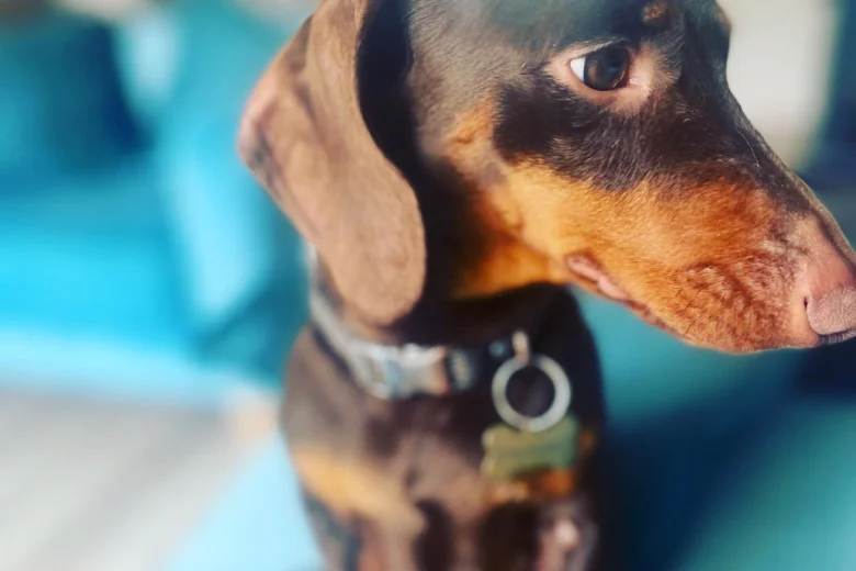 Dachshund (Smooth Haired)