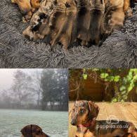 Dachshund (Standard & Miniature) - Dogs