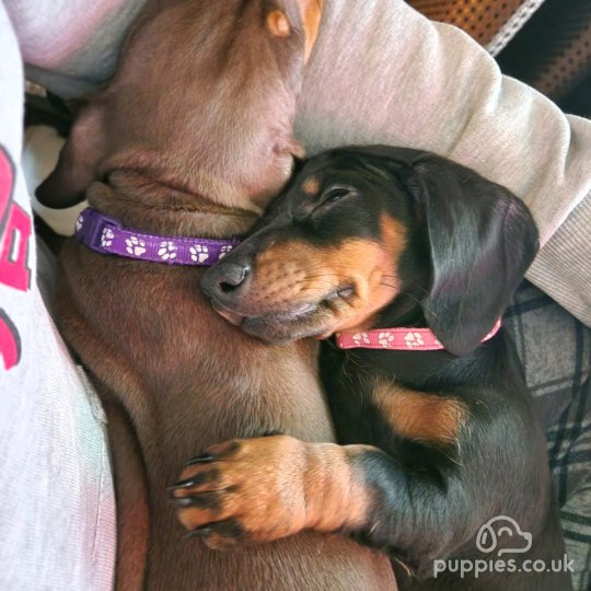 Dachshund (Standard & Miniature) - Both