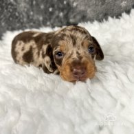 Dachshund (Standard & Miniature) - Both