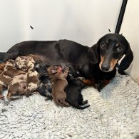 Dachshund (Standard & Miniature) - Both