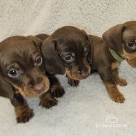 Dachshund (Standard & Miniature) - Both