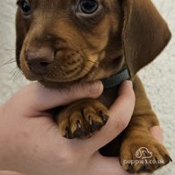 Dachshund (Standard & Miniature) - Both