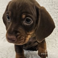 Dachshund (Standard & Miniature) - Both