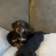 Dachshund (Standard & Miniature) - Both