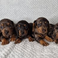 Dachshund (Standard & Miniature) - Both