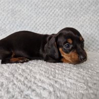 Dachshund (Standard & Miniature) - Both