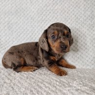 Dachshund (Standard & Miniature) - Both