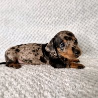 Dachshund (Standard & Miniature) - Both