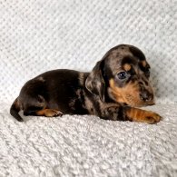 Dachshund (Standard & Miniature) - Both