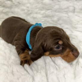 Dachshund (Standard &amp; Miniature) - Both