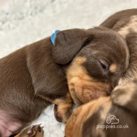 Dachshund (Standard & Miniature) - Both