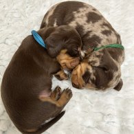 Dachshund (Standard & Miniature) - Both