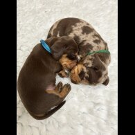 Dachshund (Standard &amp; Miniature) - Both