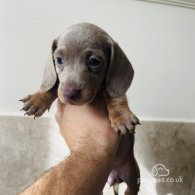 Dachshund (Standard & Miniature) - Both