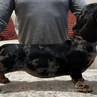 Dachshund (Standard & Miniature) - Bitches