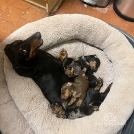 Dachshund (Standard & Miniature) - Bitches