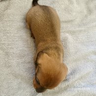 Dachshund (Standard & Miniature) - Dogs