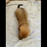 Dachshund (Standard &amp; Miniature) - Dogs