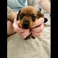 Dachshund (Standard &amp; Miniature) - Dogs