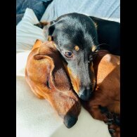 Dachshund (Standard &amp; Miniature) - Dogs