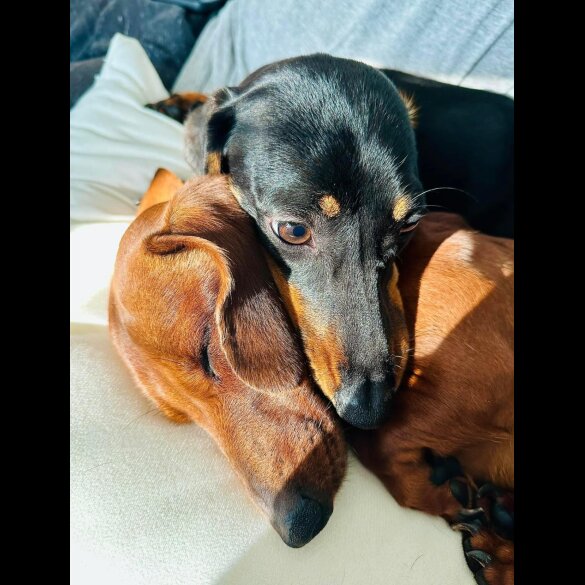 Dachshund (Standard &amp; Miniature) - Dogs