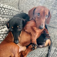 Dachshund (Standard & Miniature) - Dogs