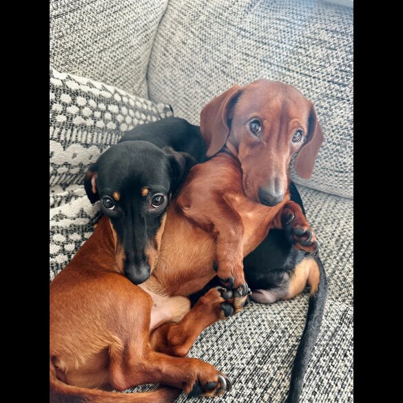 Dachshund (Standard &amp; Miniature) - Dogs