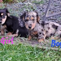 Dachshund (Standard & Miniature) - Both