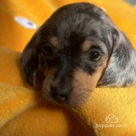 Dachshund (Standard & Miniature) - Both